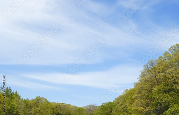 Obraz 木　春　空　雲　素材