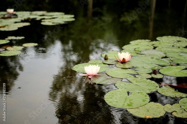 Fototapeta Lily pads and flowers with tree reflection
