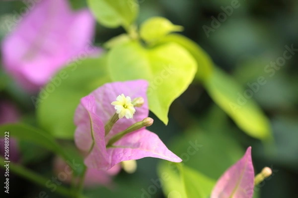 Fototapeta ブーゲンビリア