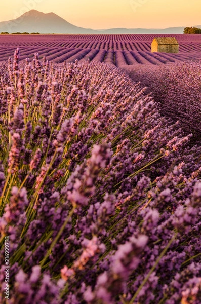 Obraz Plateau de Valensole 2018