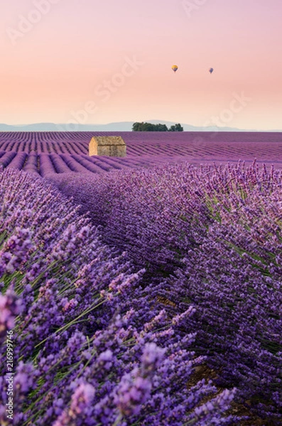 Obraz Plateau de Valensole 2018