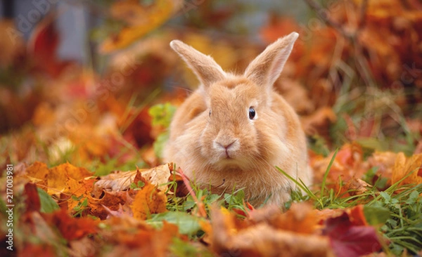 Fototapeta Decorative little rabbit in autumn in maple leaves