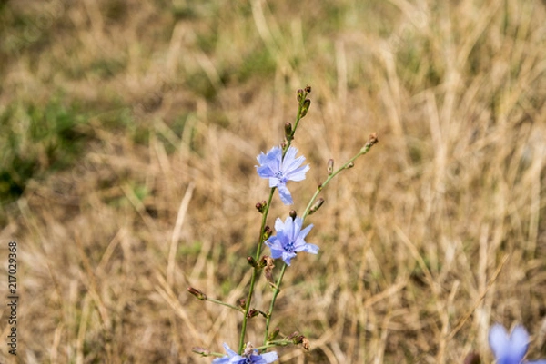 Fototapeta Summer meadow with different blooming wild flowers. Wild flowers in the beginning of summer.