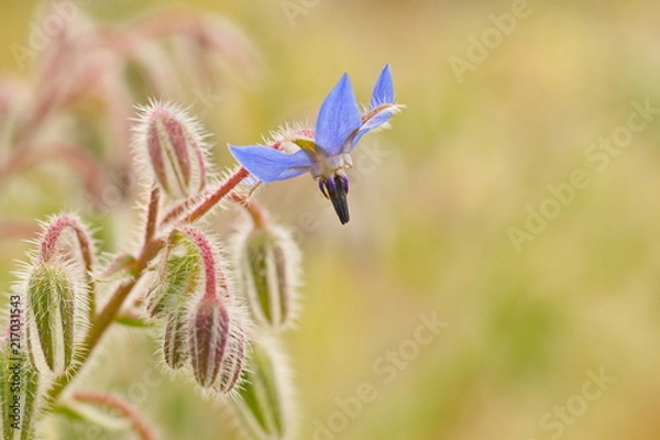 Fototapeta Flower and backlight