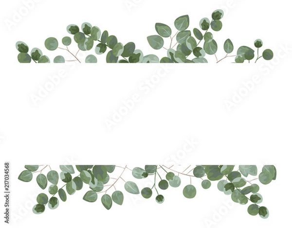 Obraz background for text from eucalyptus. gray and green eucalyptus.invitation, postcard with eucalyptus. rustic style, Botanical style. burp with greens. vector illustration