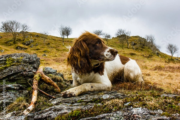Fototapeta Springer spaniel posing on rock 2