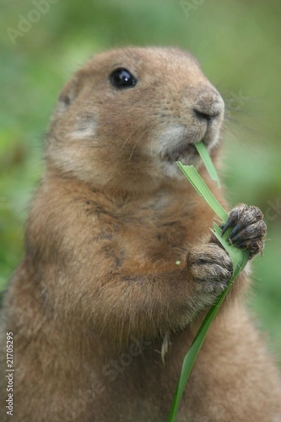 Obraz prairie dog