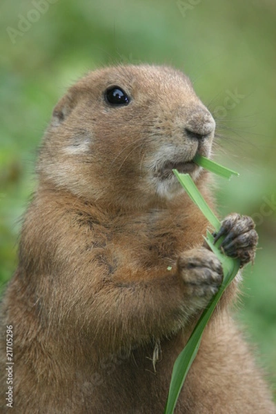 Obraz prairie dog