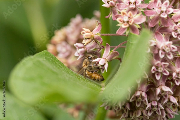 Obraz Flower Closeup