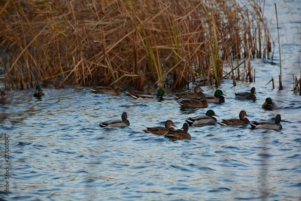 Fototapeta ducks