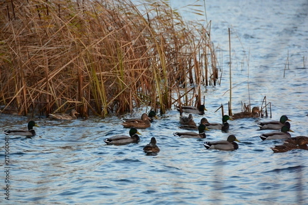 Fototapeta ducks