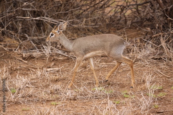 Fototapeta kirks dik dik