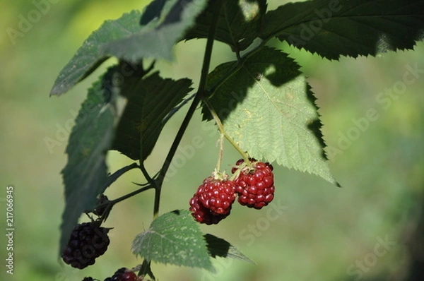 Fototapeta blackberries