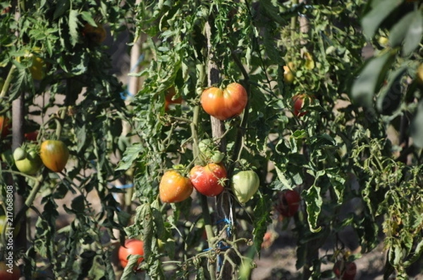 Fototapeta tomatoes
