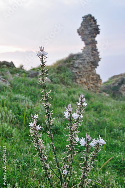 Fototapeta A mountain flower grows near piece of old bastion wall in Gokceada, Aegean mountains