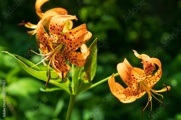 Fototapeta Turks's Cap Lily bloom closeup
