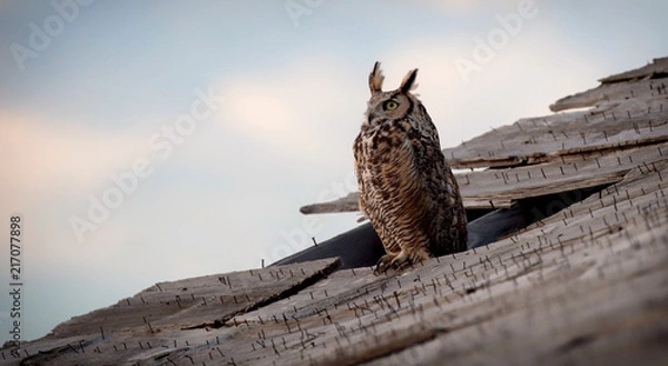 Obraz A Wise Old Owl