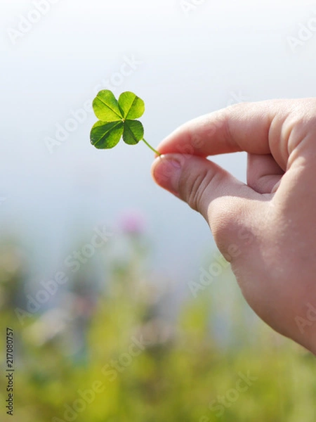 Obraz Four-leafed clover in hand.