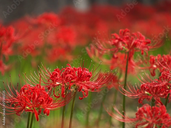 Fototapeta 彼岸花・秋の訪れ