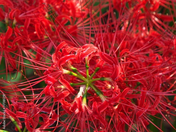 Fototapeta 彼岸花・秋の訪れ