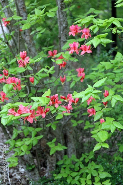 Obraz 山つつじの花