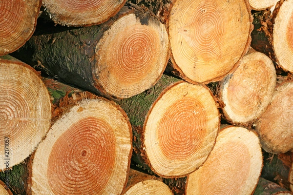 Obraz gefällte baumstämme