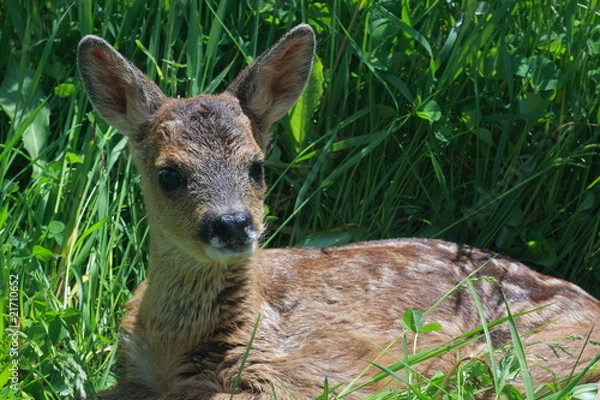 Obraz faon - pyrenees orientales