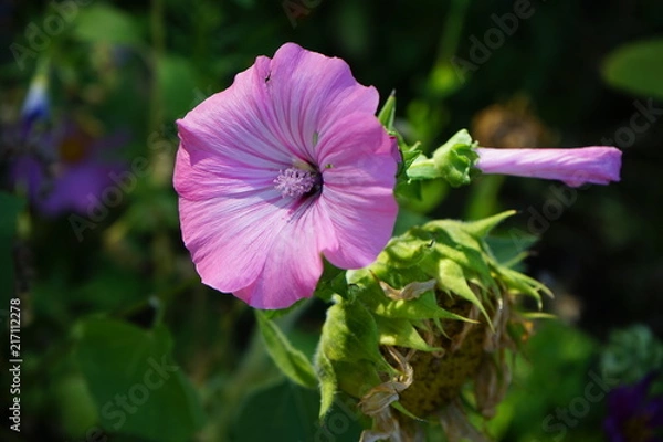 Obraz Beautiful pink flower with a circle-like leaf