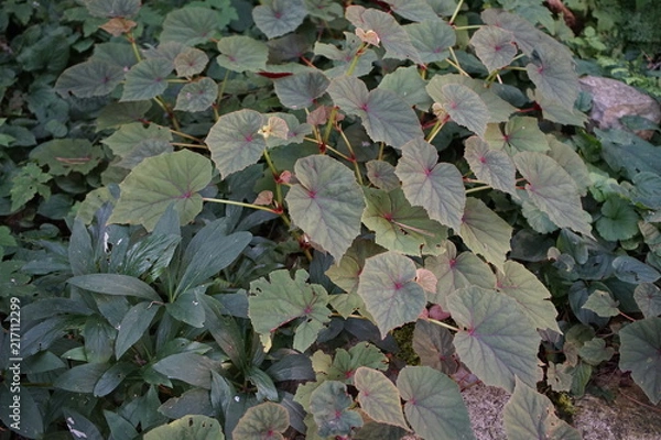 Obraz Leaves govering the ground