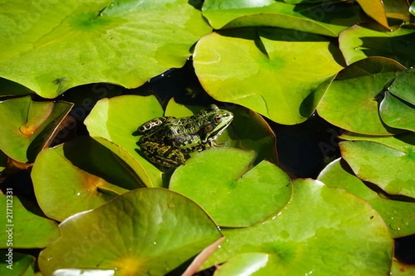 Obraz A cute frog sunbathing on a leaf while keeping cool through the water