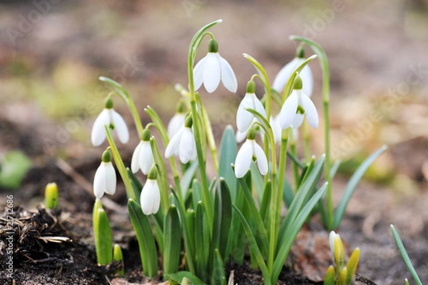 Fototapeta snowdrop flowers