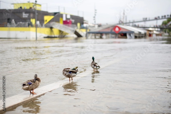 Fototapeta Paris flood