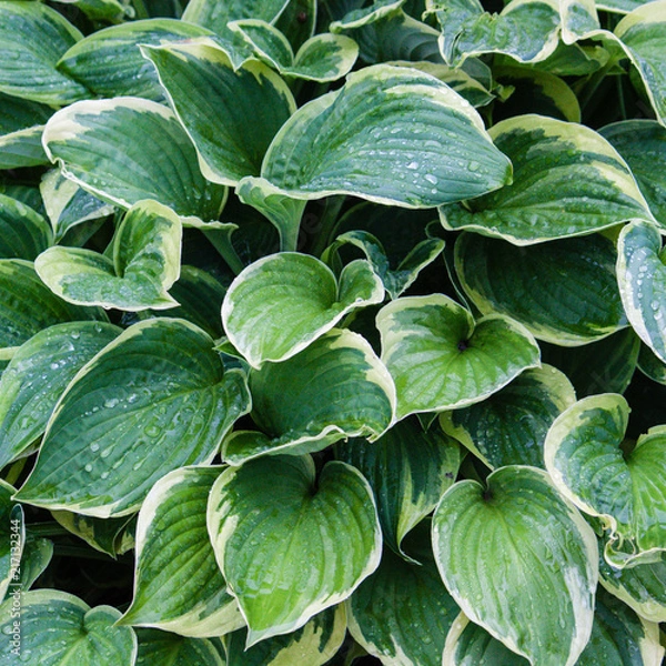 Fototapeta Green leaves with white edges of hosta fortunei france after rain. Close up, Norway 