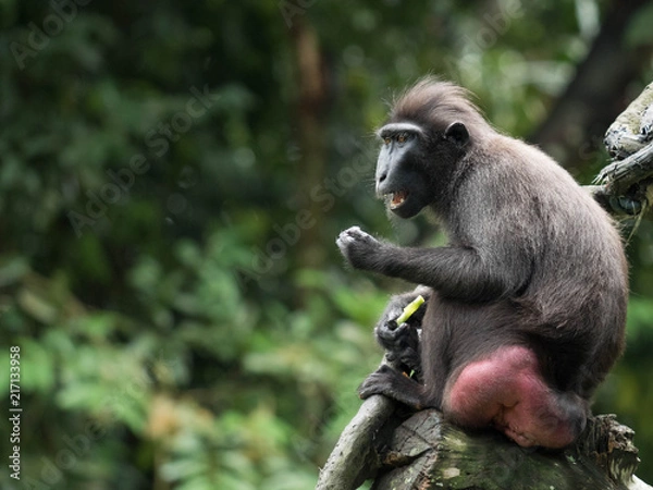 Obraz Sulawesi Crested Macaque