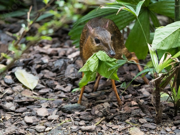 Obraz Chevrotain eating mouse deer