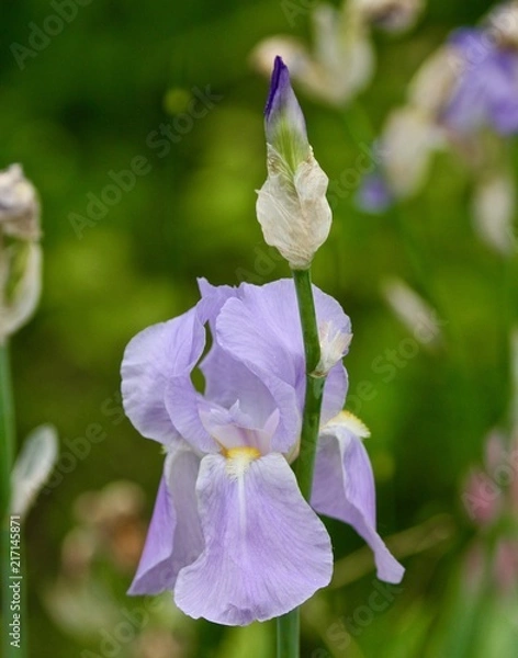 Obraz Stunning Iris 2