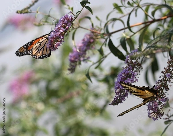 Obraz Spring Butterflies