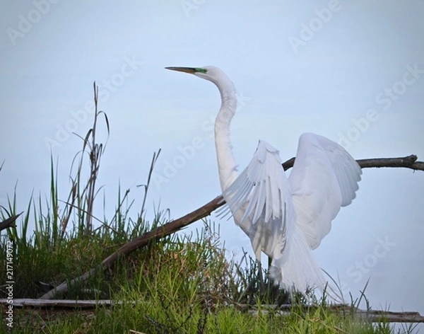 Obraz Summer Bird Sitings 4