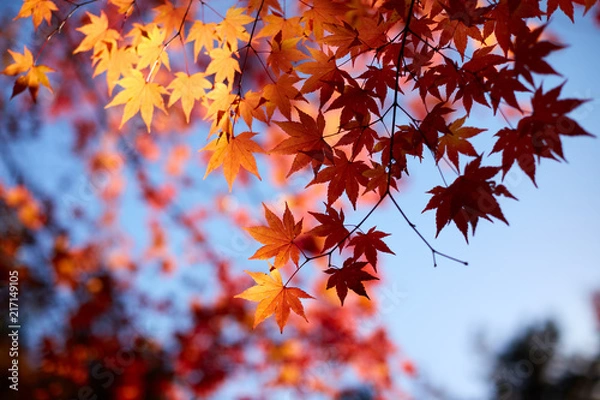 Fototapeta 단풍과 파란하늘