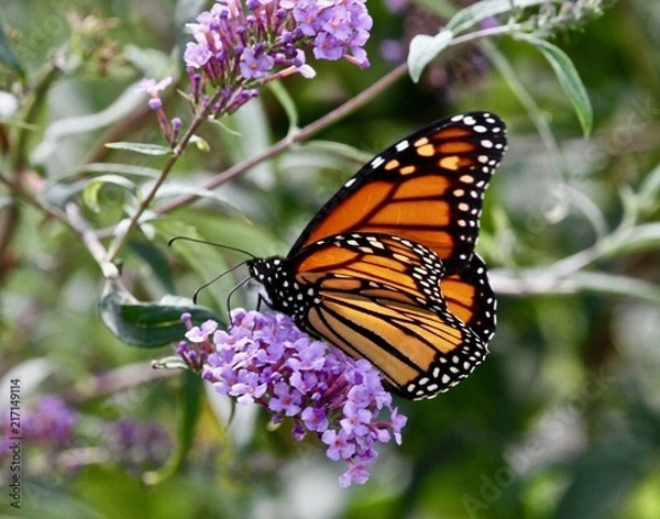 Obraz Summer Butterflies 5