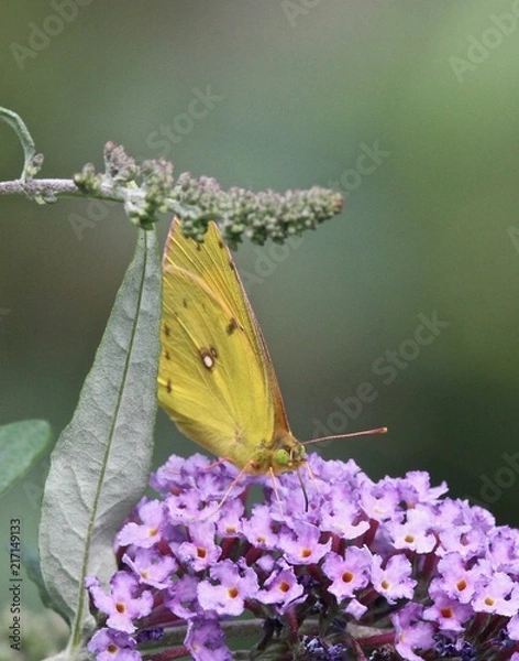 Obraz Summer Butterflies 2