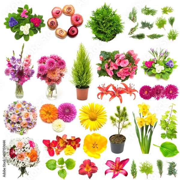 Fototapeta Creative spring nature concept from plants. Collection of flowers, leaves, junipers, pine trees isolated on white background. Flat lay, top view