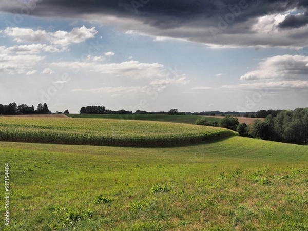Obraz Landschaft mit Maisfeld