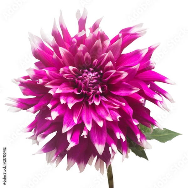 Fototapeta Dahlia flower in several colors macro isolated on white background. Botanical, concept, flora, idea. Flat lay, top view. Wedding, bride, love. Pink, purple