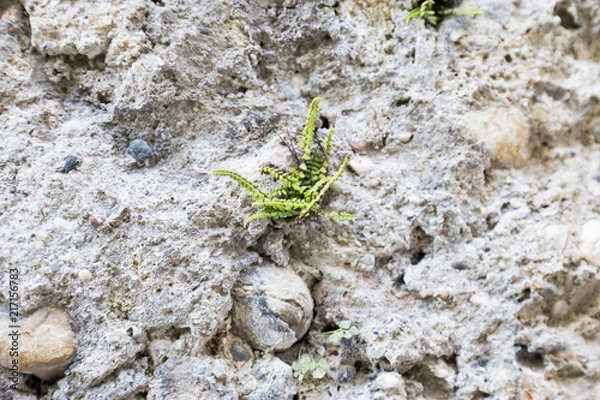 Obraz farn in mauer