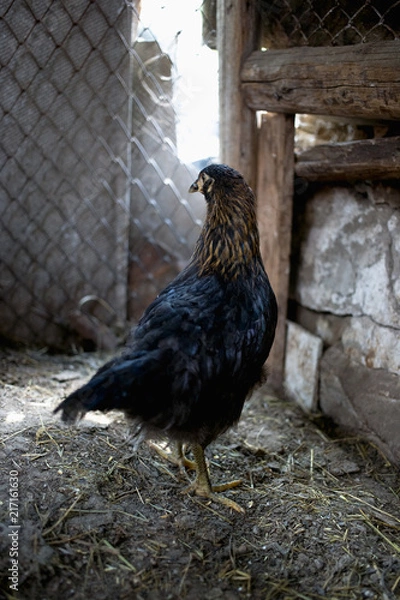 Fototapeta Chickens on the farm. Toned, style, color photo.