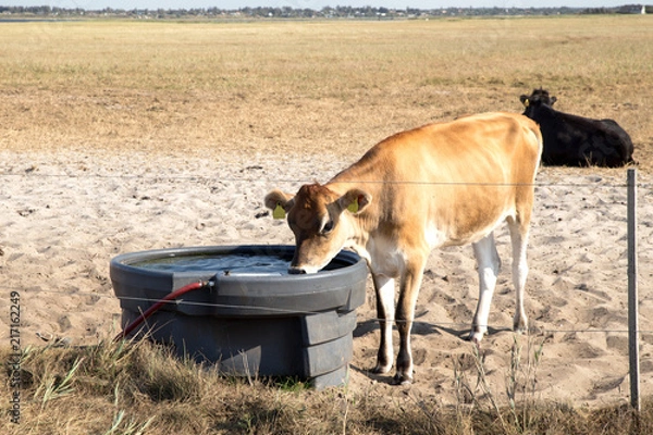 Obraz Jersey-Kuh trinkt von einer Wassertränke