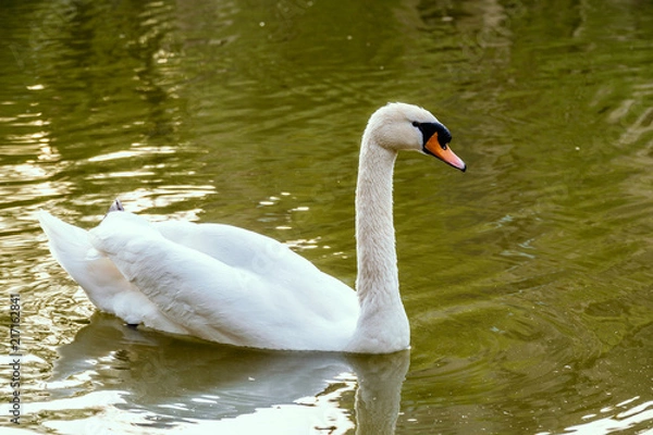 Obraz Schwan im Feuersee Stuttgart