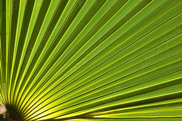 Obraz Green palm leaf