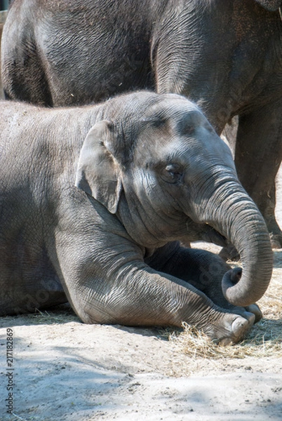 Obraz Indian elephant lying on the floor